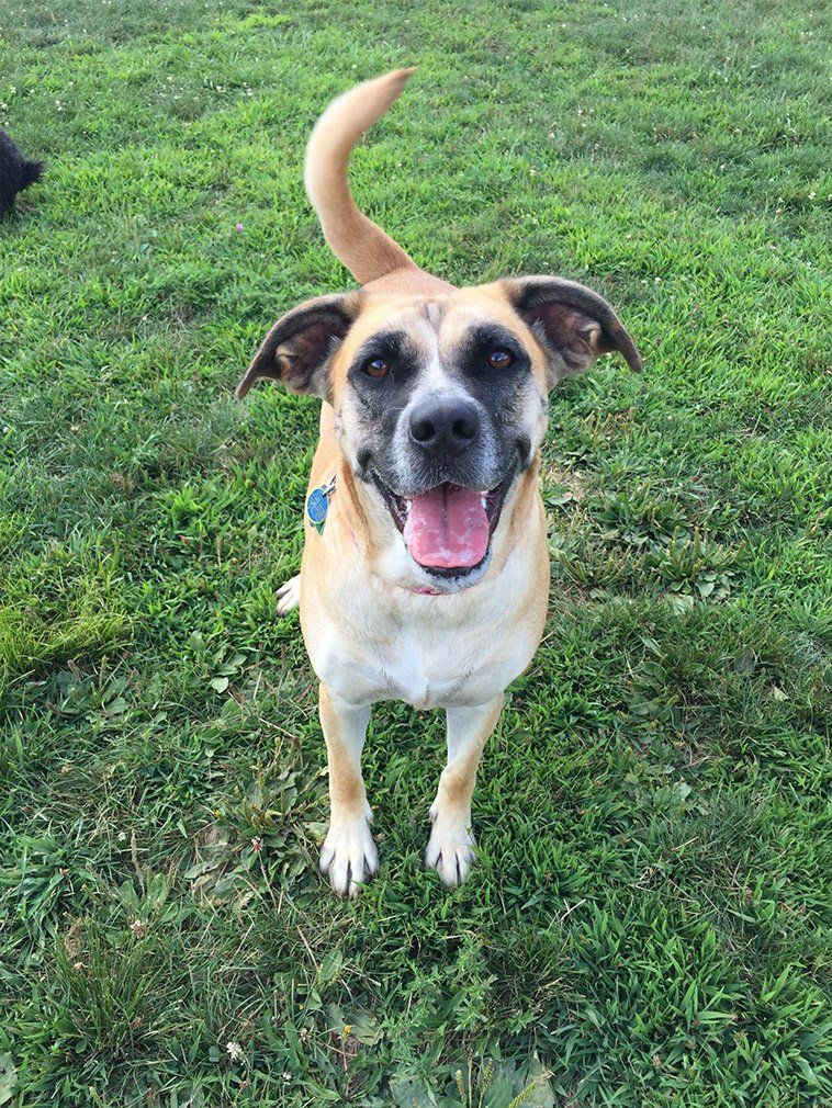 Our Gallery Butler, PA Whispering Winds Boarding Kennel