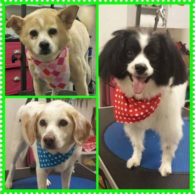 Our Gallery Butler, PA Whispering Winds Boarding Kennel