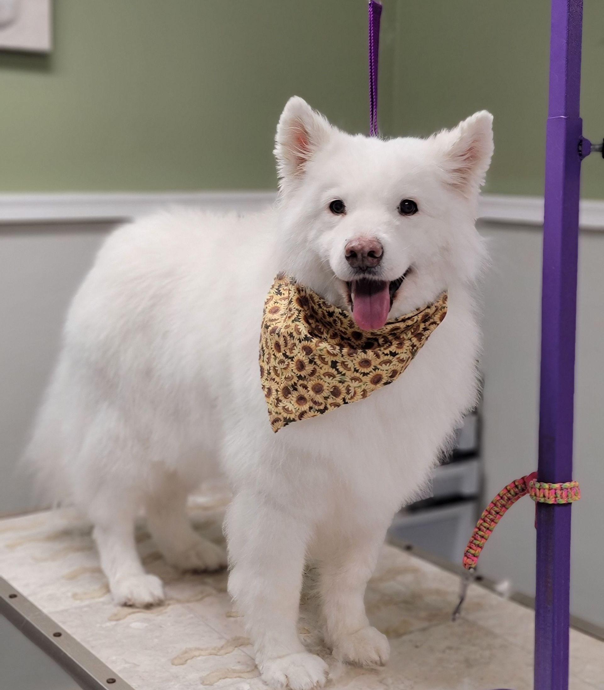 Trimming Dog's Hair — Butler, PA — Whispering Winds Boarding Kennel