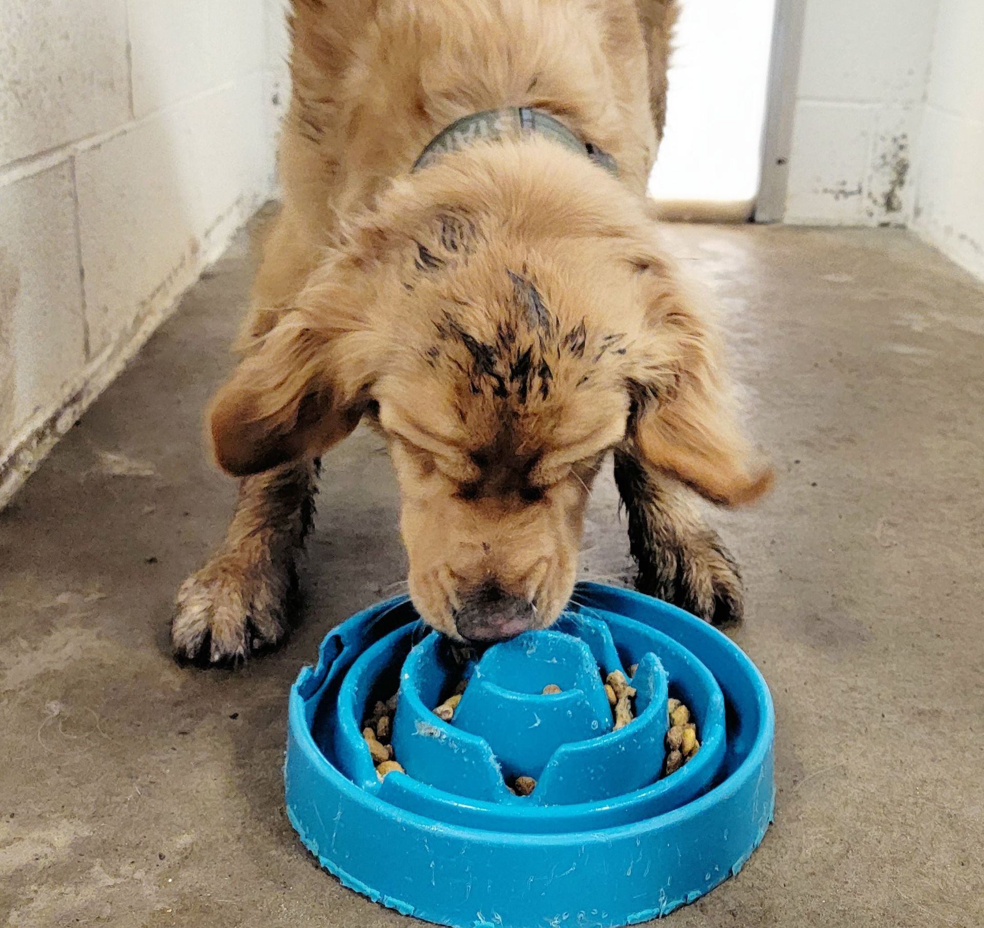 Dog Eating a Food — Butler, PA — Whispering Winds Boarding Kennel