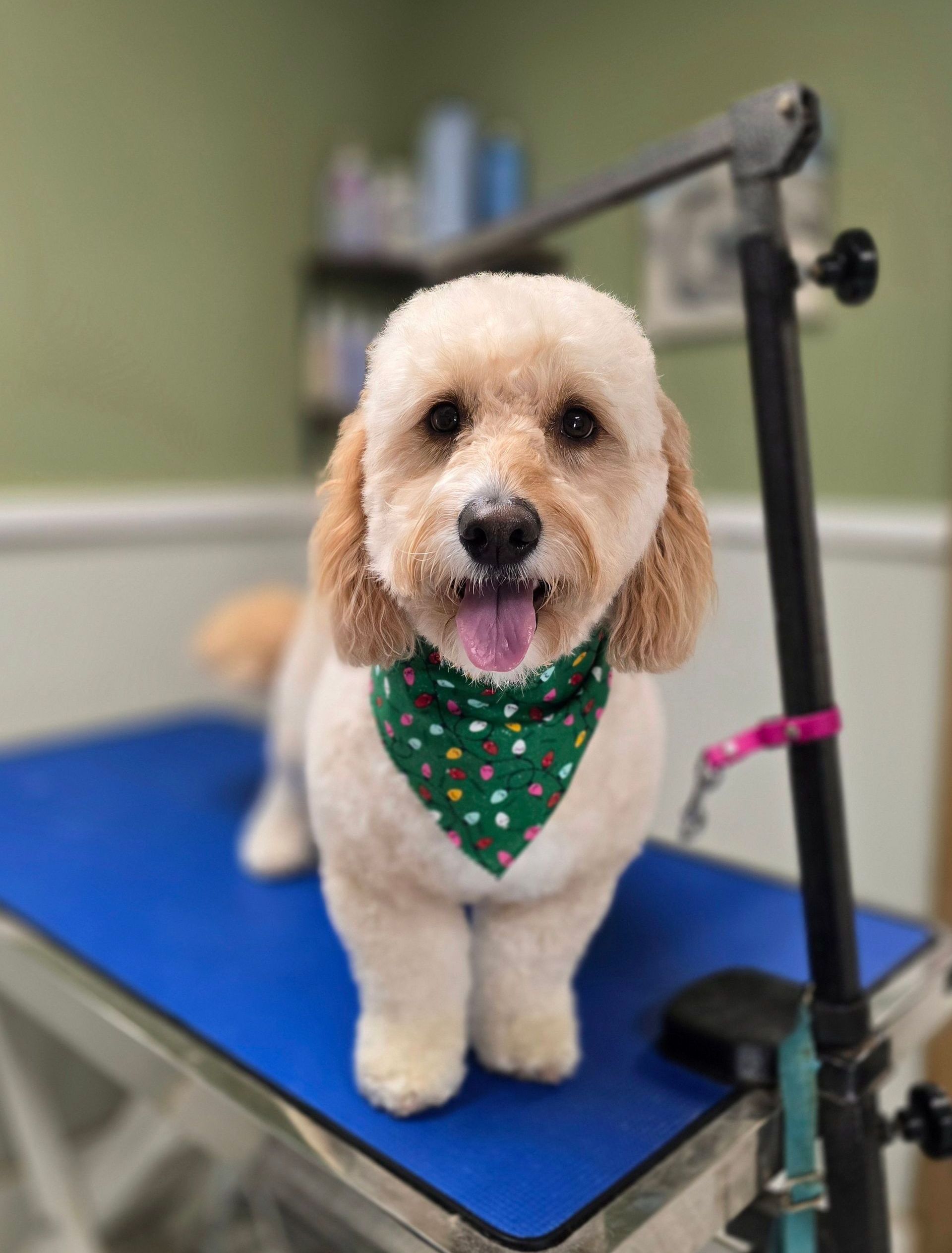 Dog Grooming — Butler, PA — Whispering Winds Boarding Kennel Dog Grooming — Butler, PA — Whispering Winds Boarding Kennel