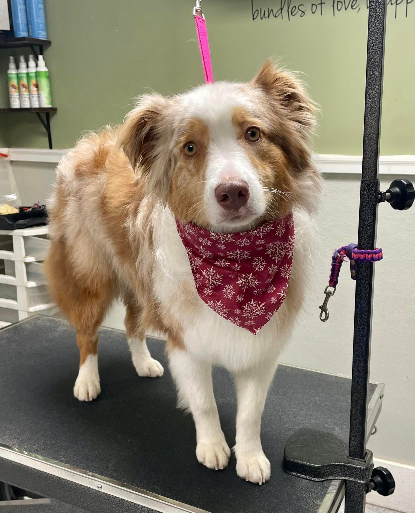 Pomeranian Dog — Butler, PA — Whispering Winds Boarding Kennel
