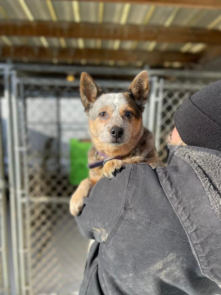 Dog with Owner — Butler, PA — Whispering Winds Boarding Kennel