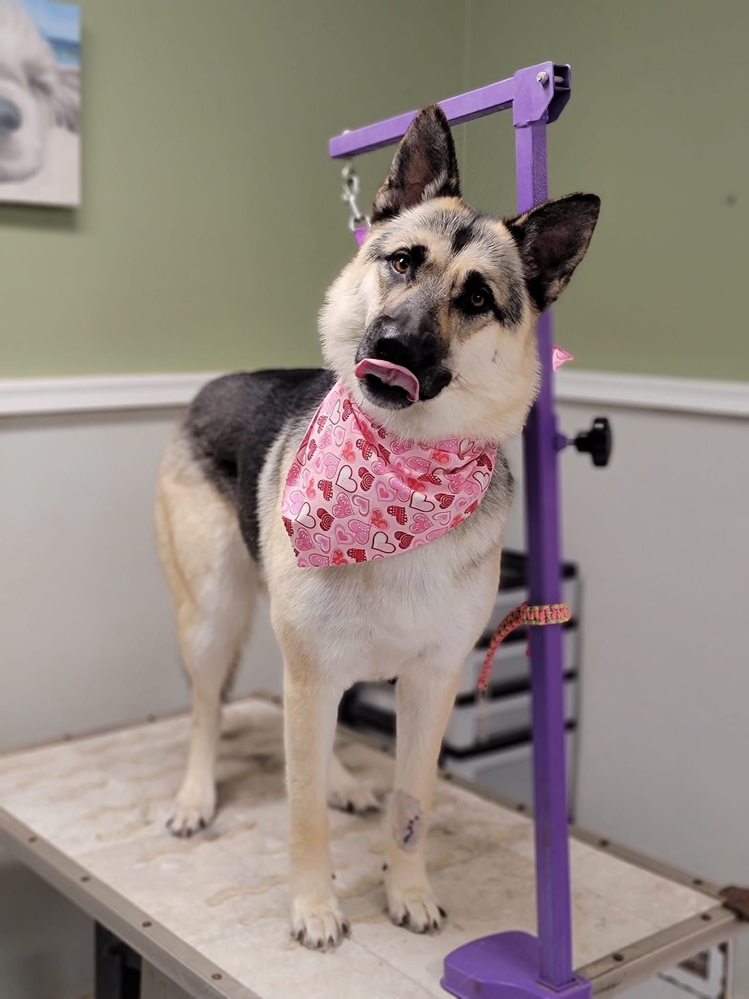 Dog Nail Trimming — Butler, PA — Whispering Winds Boarding Kennel