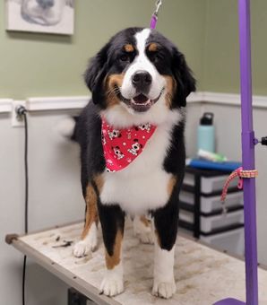 Dog Grooming — Butler, PA — Whispering Winds Boarding Kennel