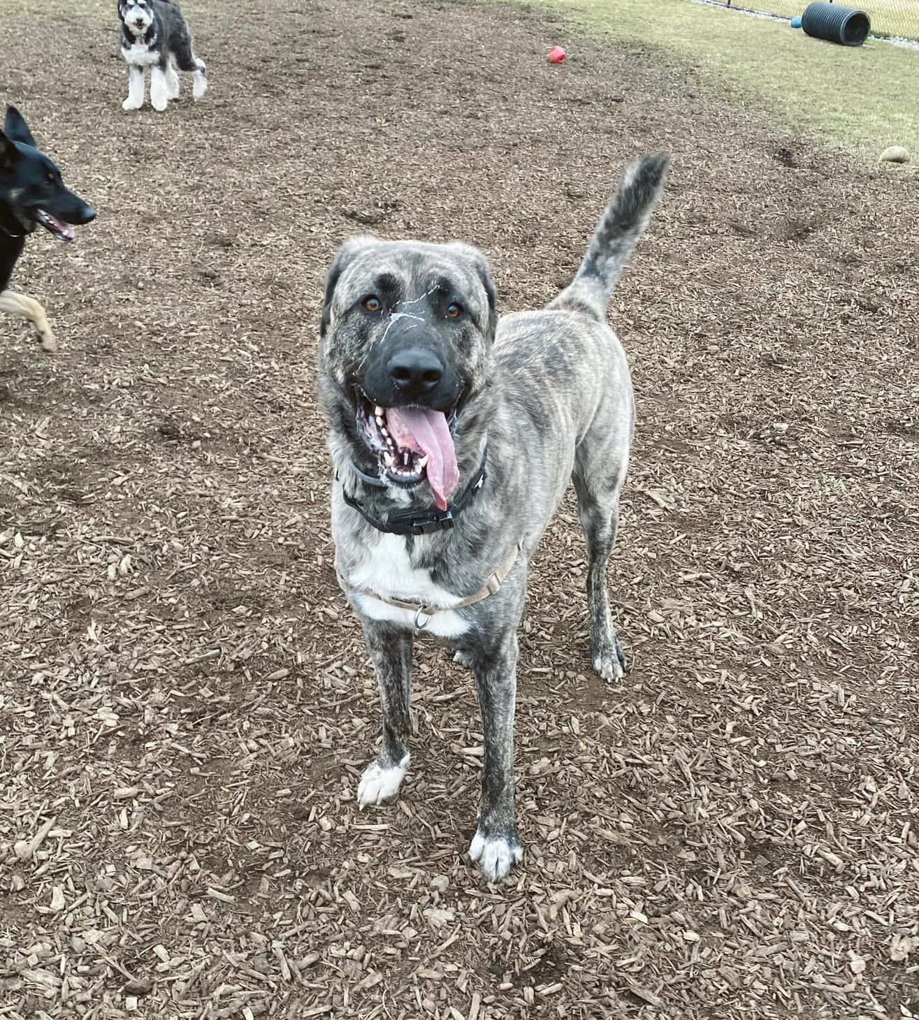 Dogs with their Owners — Butler, PA — Whispering Winds Boarding Kennel