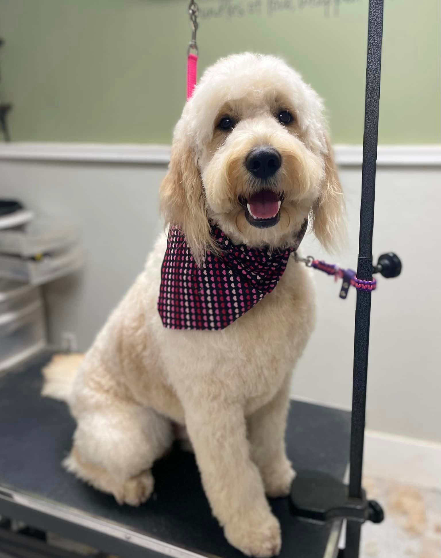 Dog on Grooming Service — Butler, PA — Whispering Winds Boarding Kennel