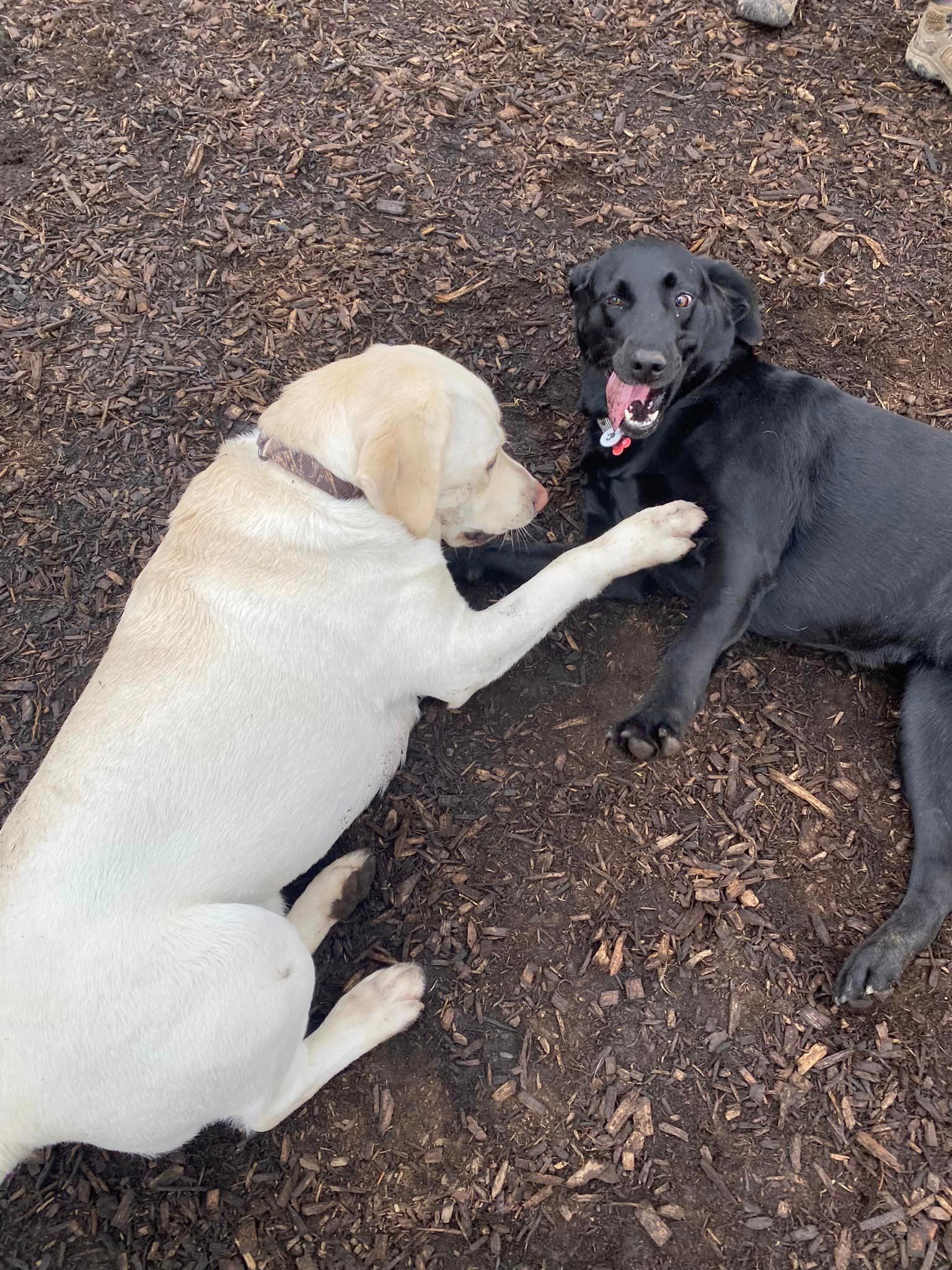Playing Time for Dogs — Butler, PA — Whispering Winds Boarding Kennel