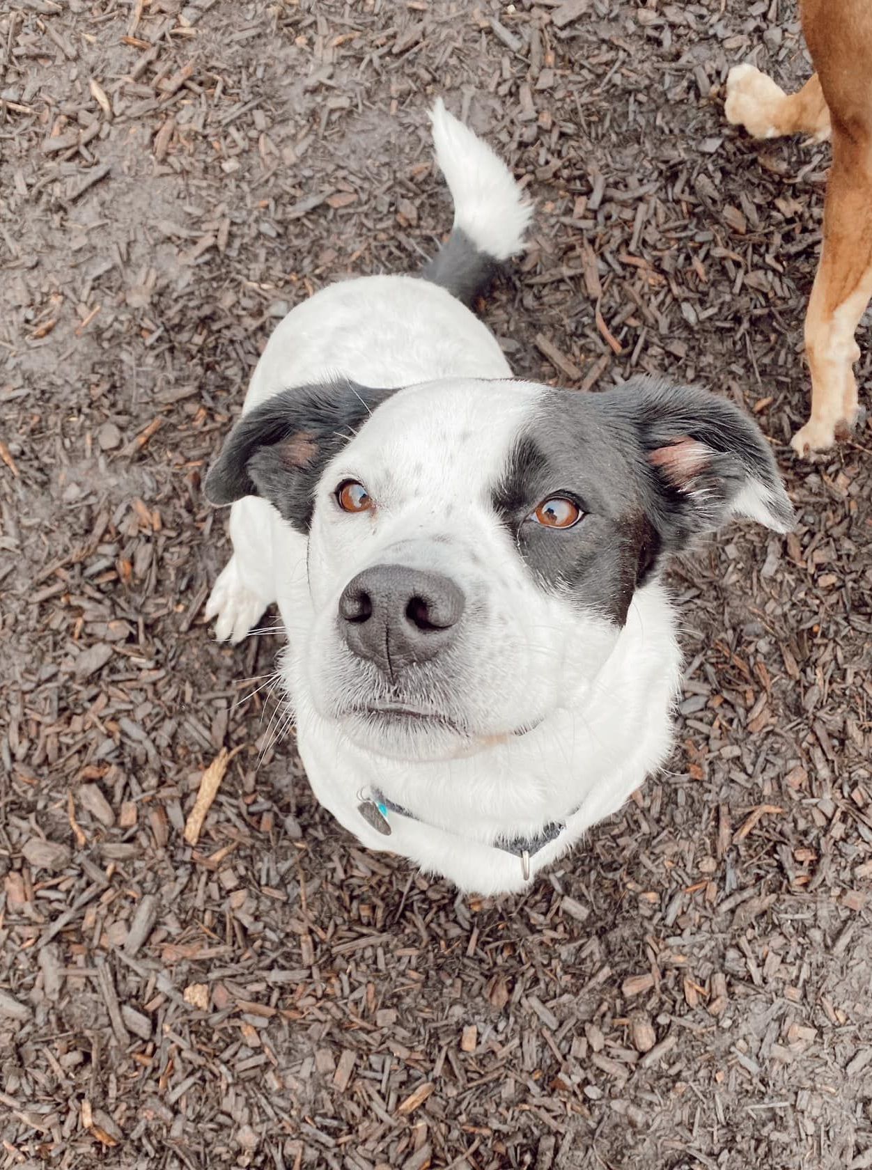 Smiling Corgi — Butler, PA — Whispering Winds Boarding Kennel