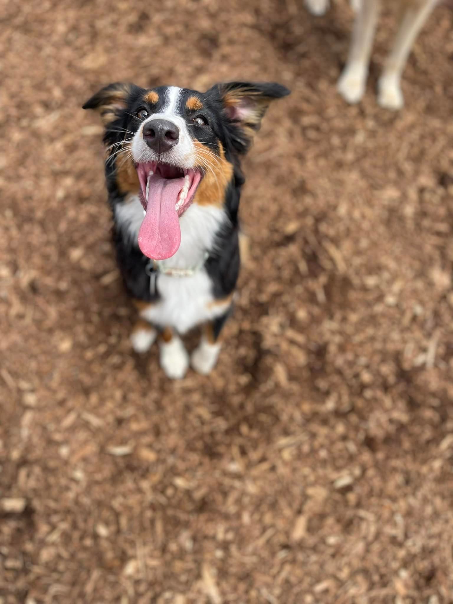 Our Gallery Butler, PA Whispering Winds Boarding Kennel