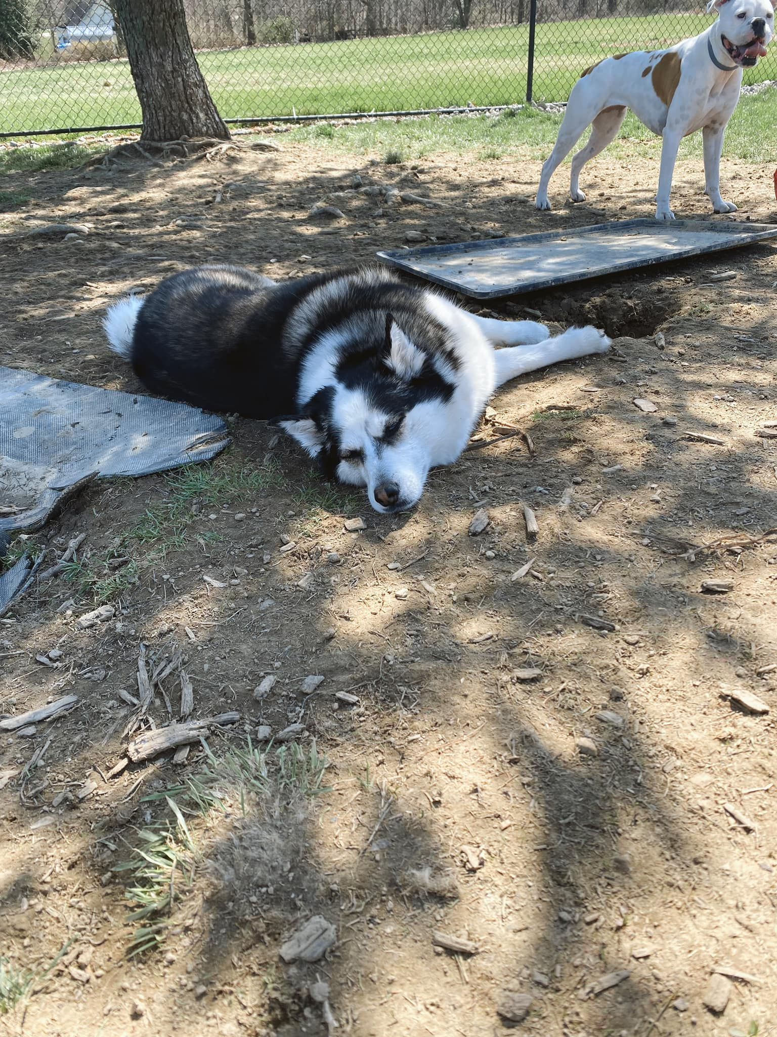 Our Gallery Butler, PA Whispering Winds Boarding Kennel
