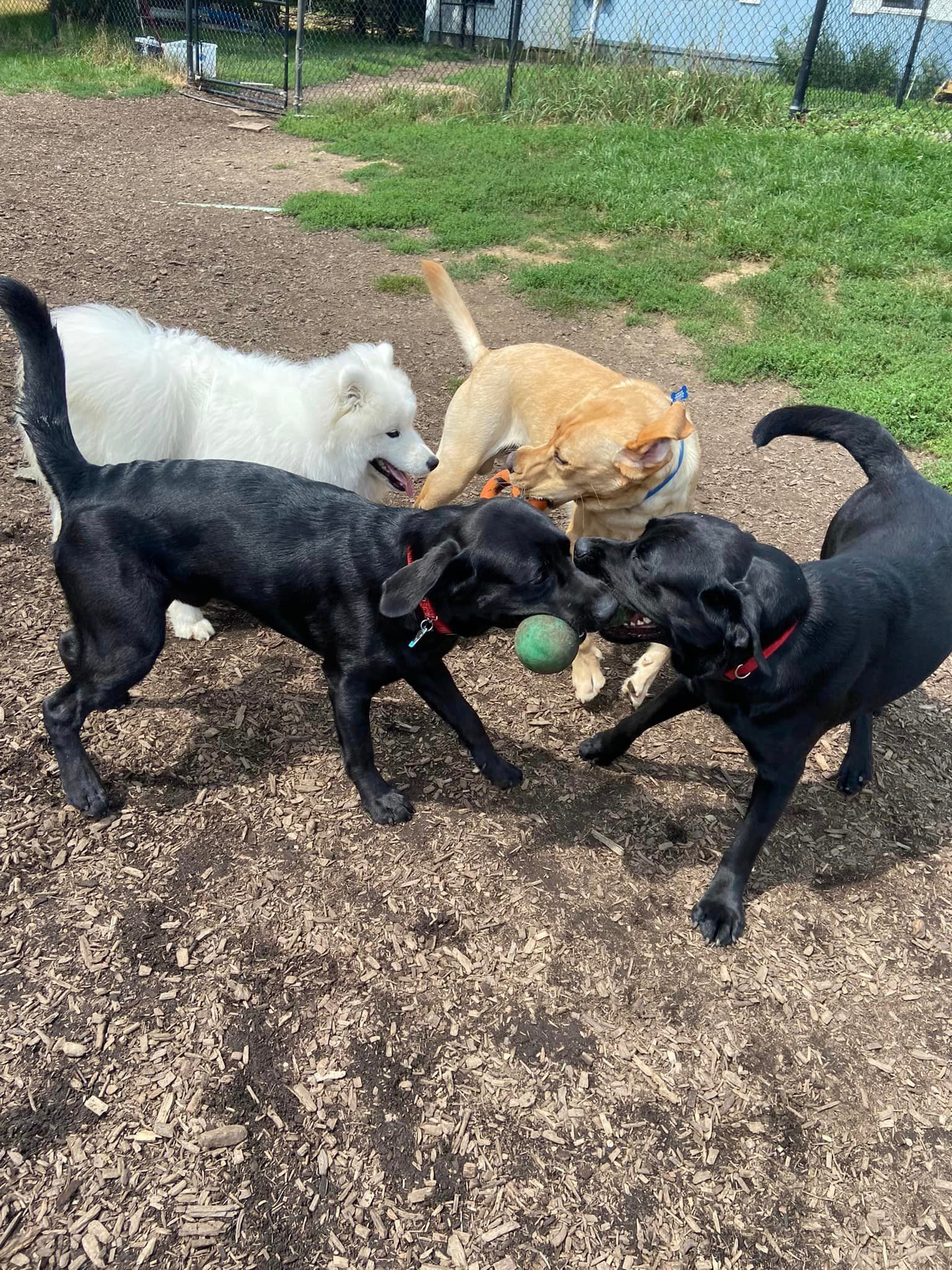 Dogs Playing with Ball — Butler, PA — Whispering Winds Boarding Kennel