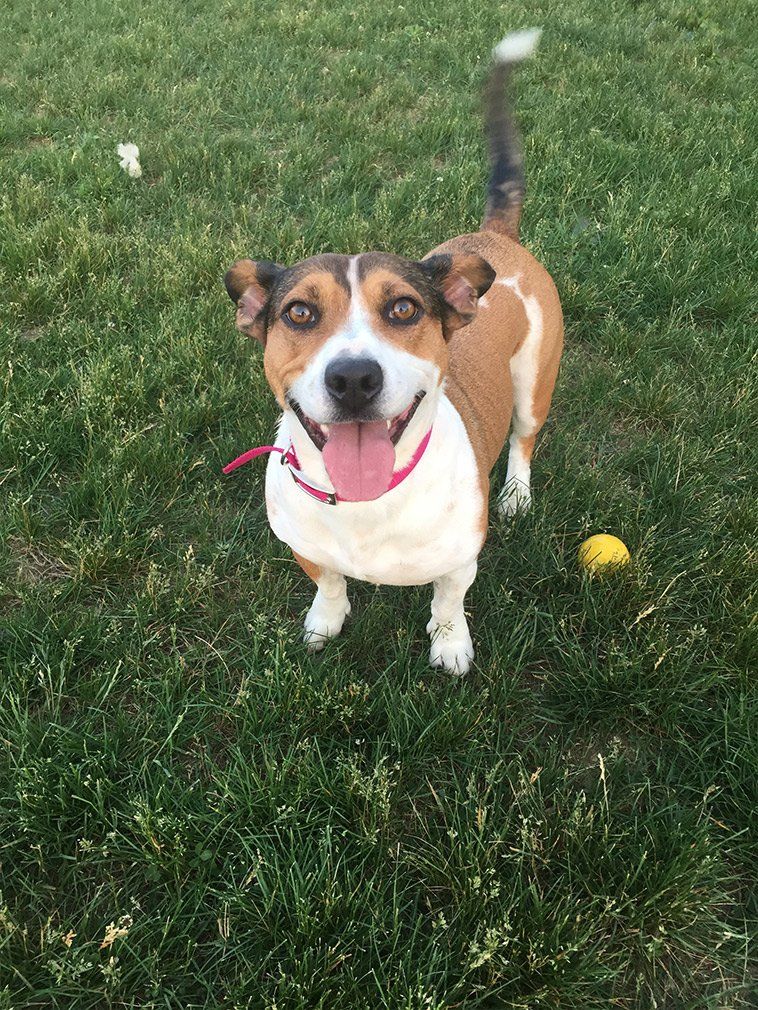 Our Gallery Butler, PA Whispering Winds Boarding Kennel