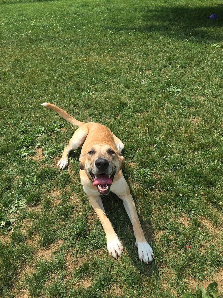 Our Gallery Butler, PA Whispering Winds Boarding Kennel