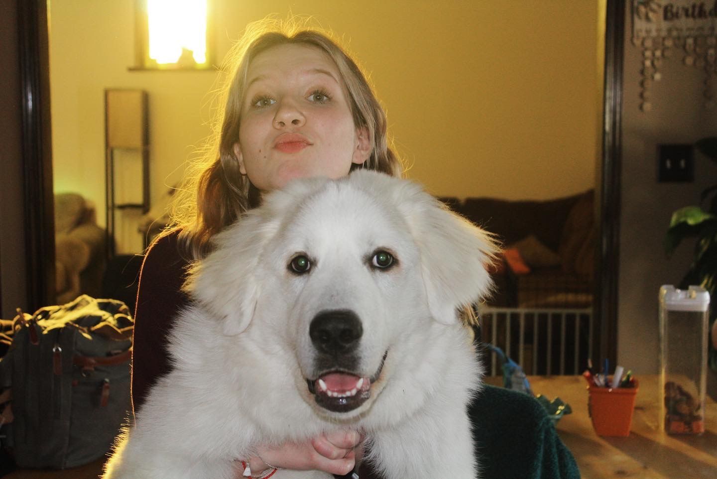 Dog Boarding Kennel Butler, PA Whispering Winds Boarding Kennel