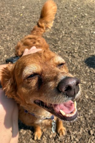 Dog and Owner — Butler, PA — Whispering Winds Boarding Kennel