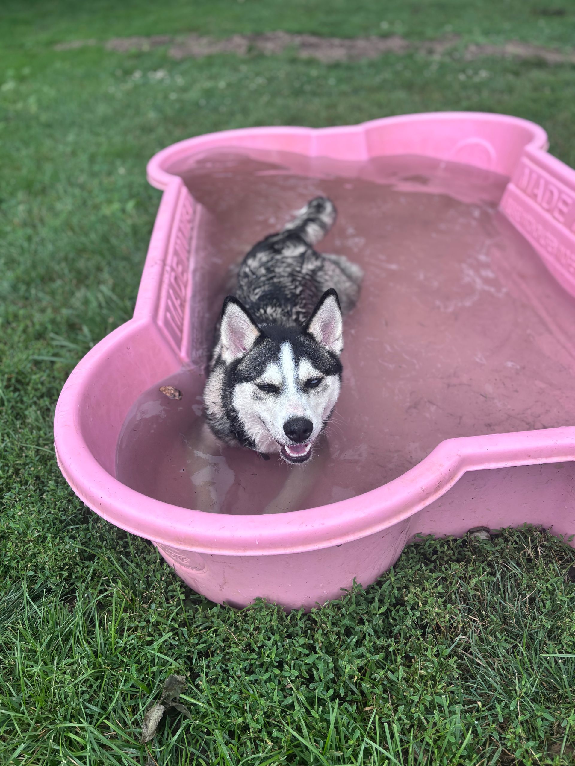 Group of Dogs — Butler, PA — Whispering Winds Boarding Kennel Group of Dogs — Butler, PA — Whispering Winds Boarding Kennel