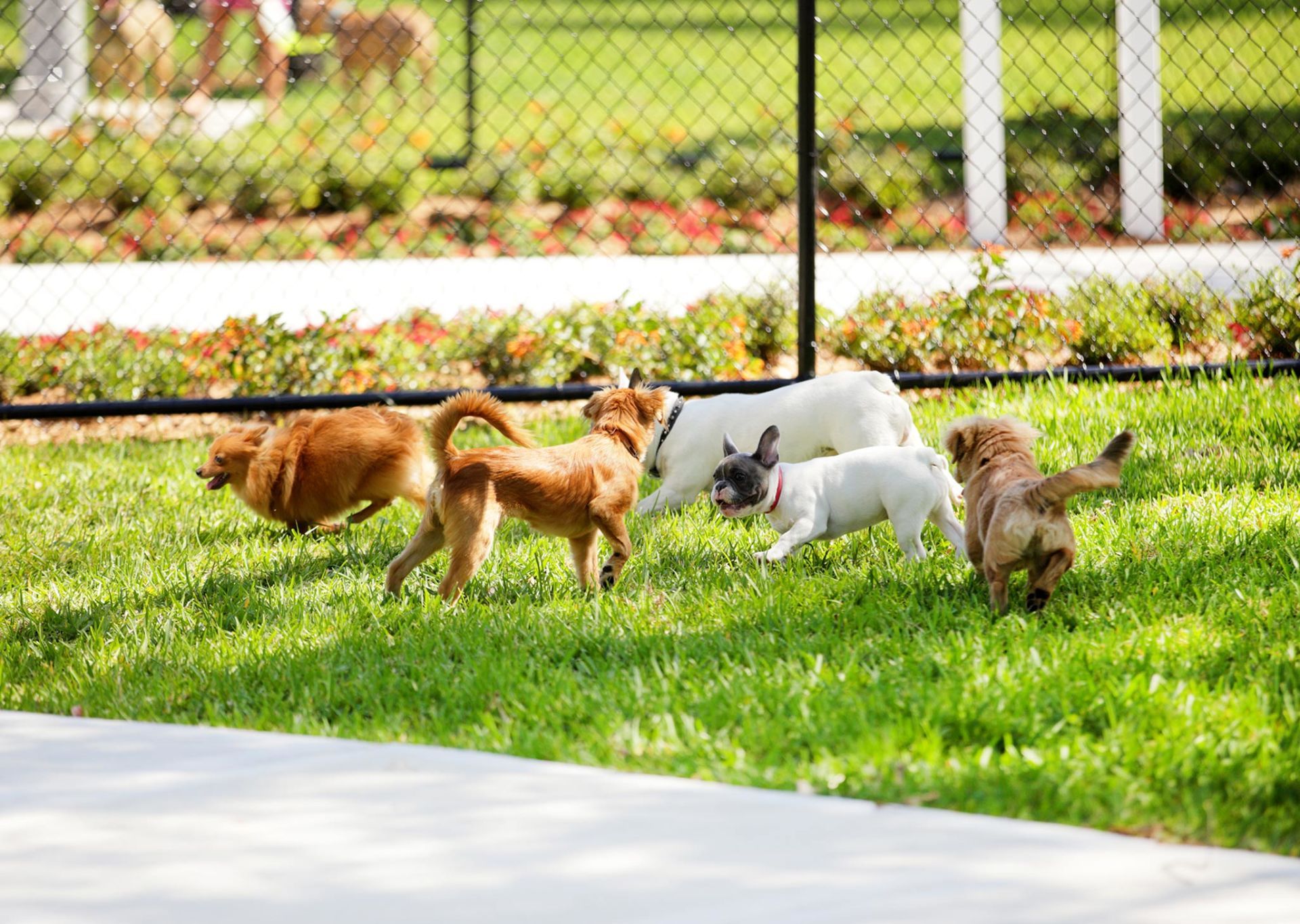 Dog Boarding Butler, PA Whispering Winds Boarding Kennel