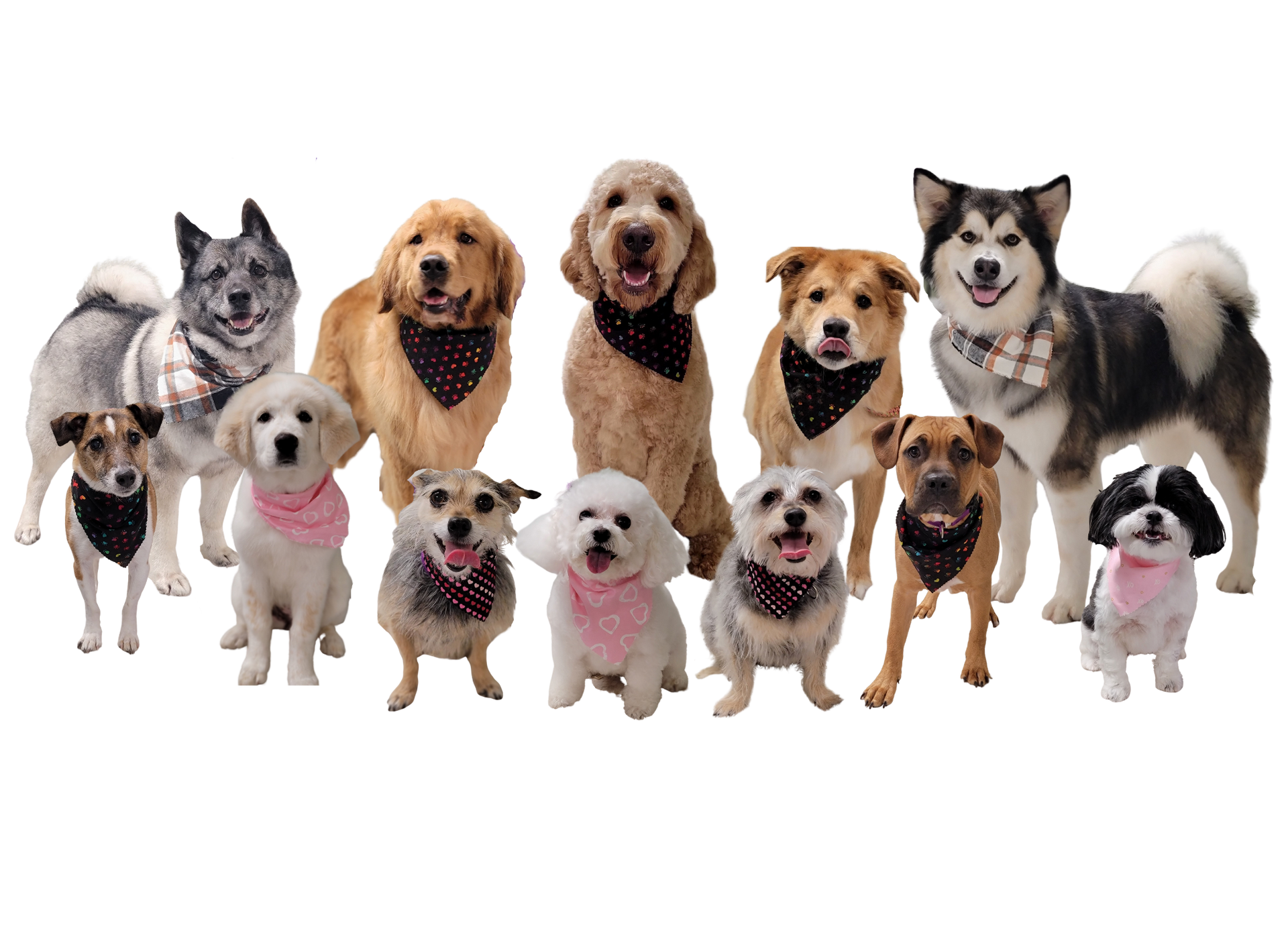Group Photo of Dogs — Butler, PA — Whispering Winds Boarding Kennel Group Photo of Dogs — Butler, PA — Whispering Winds Boarding Kennel
