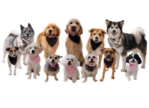 Group Photo of Dogs — Butler, PA — Whispering Winds Boarding Kennel