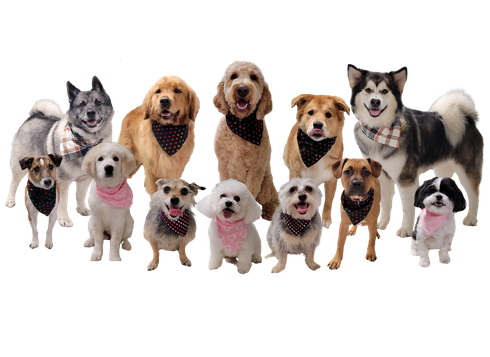 Group Photo of Dogs — Butler, PA — Whispering Winds Boarding Kennel
