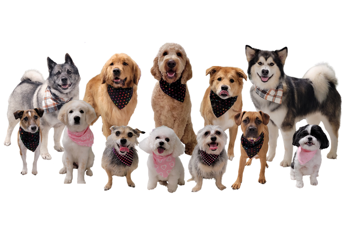 Dog Boarding Kennel Butler, PA Whispering Winds Boarding Kennel