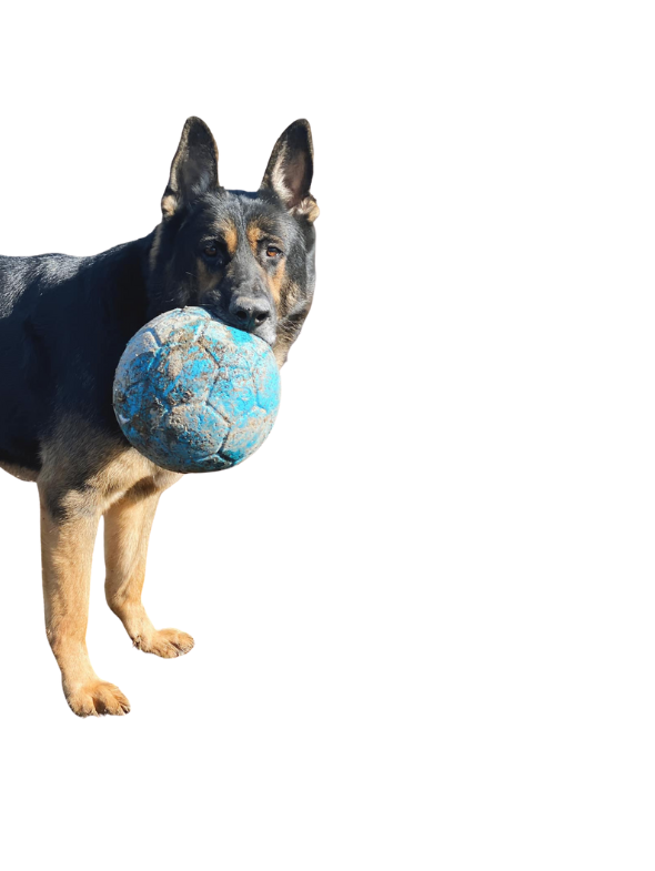 Bernese Mountain Dog — Butler, PA — Whispering Winds Boarding Kennel Bernese Mountain Dog — Butler, PA — Whispering Winds Boarding Kennel