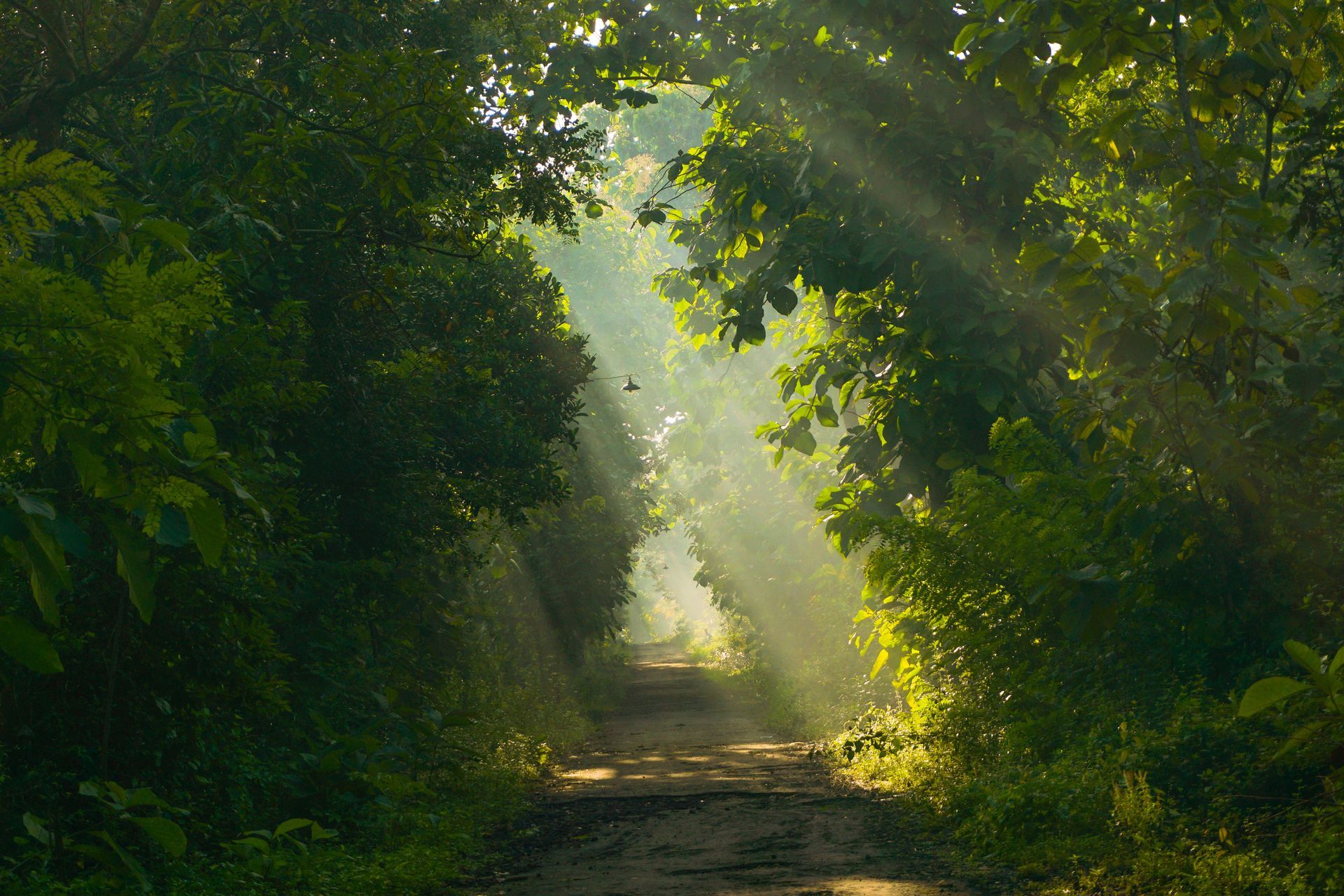 The sun is shining through the trees on a dirt road.