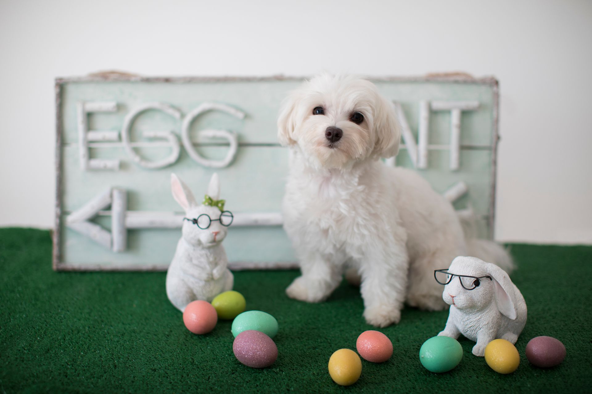 A white dog is sitting next to a sign that says egg hunt.