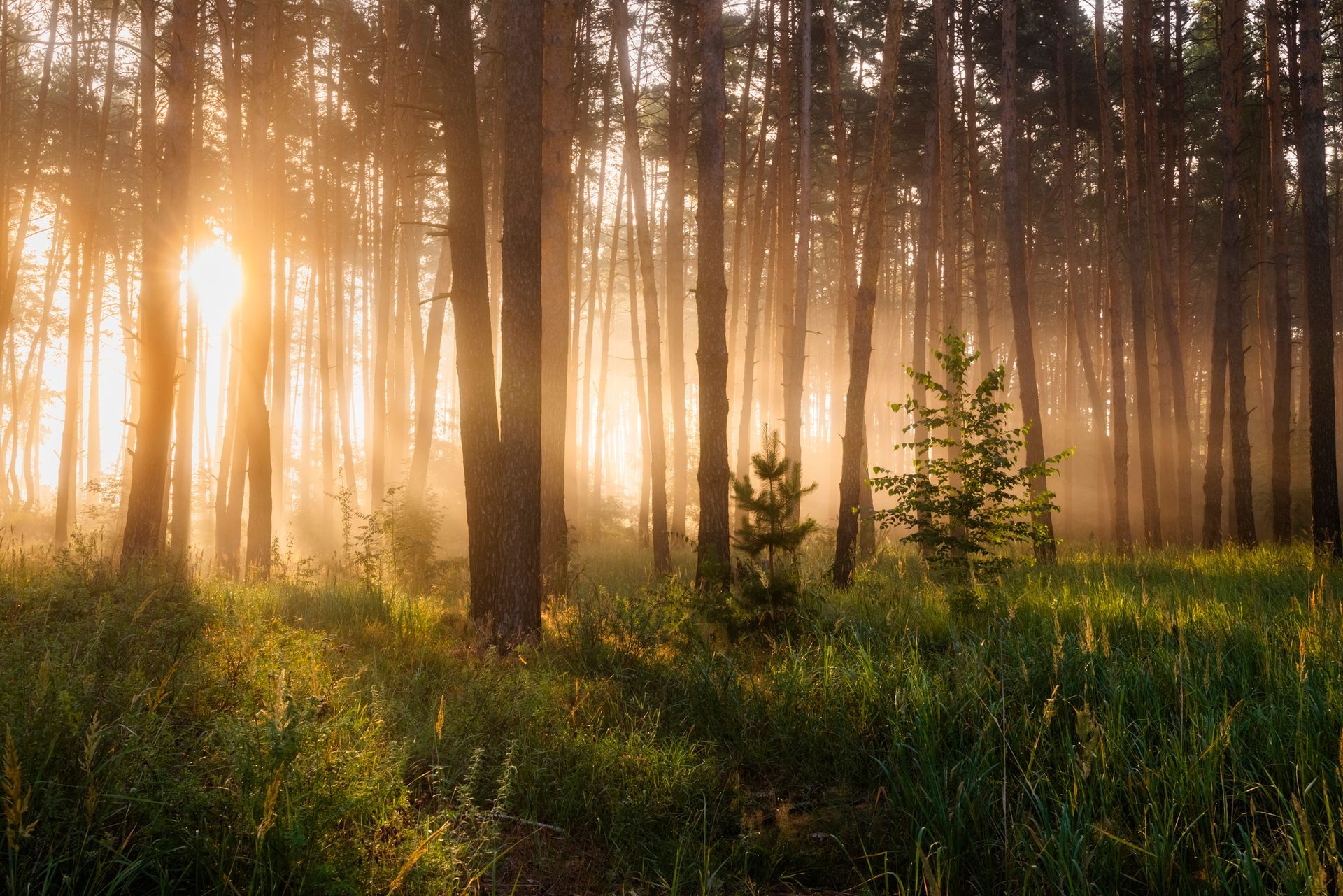 The sun is shining through the trees in the foggy forest.