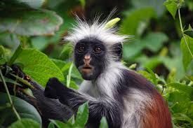 Red Columbus Monkey - Zanzibar