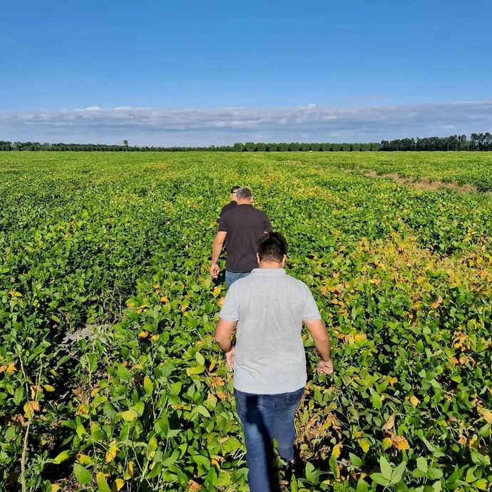 Consultoria técnica, produtividade, tecnologia agrícola, manejo do solo, adubação, controle de pragas, nutrição de plantas.