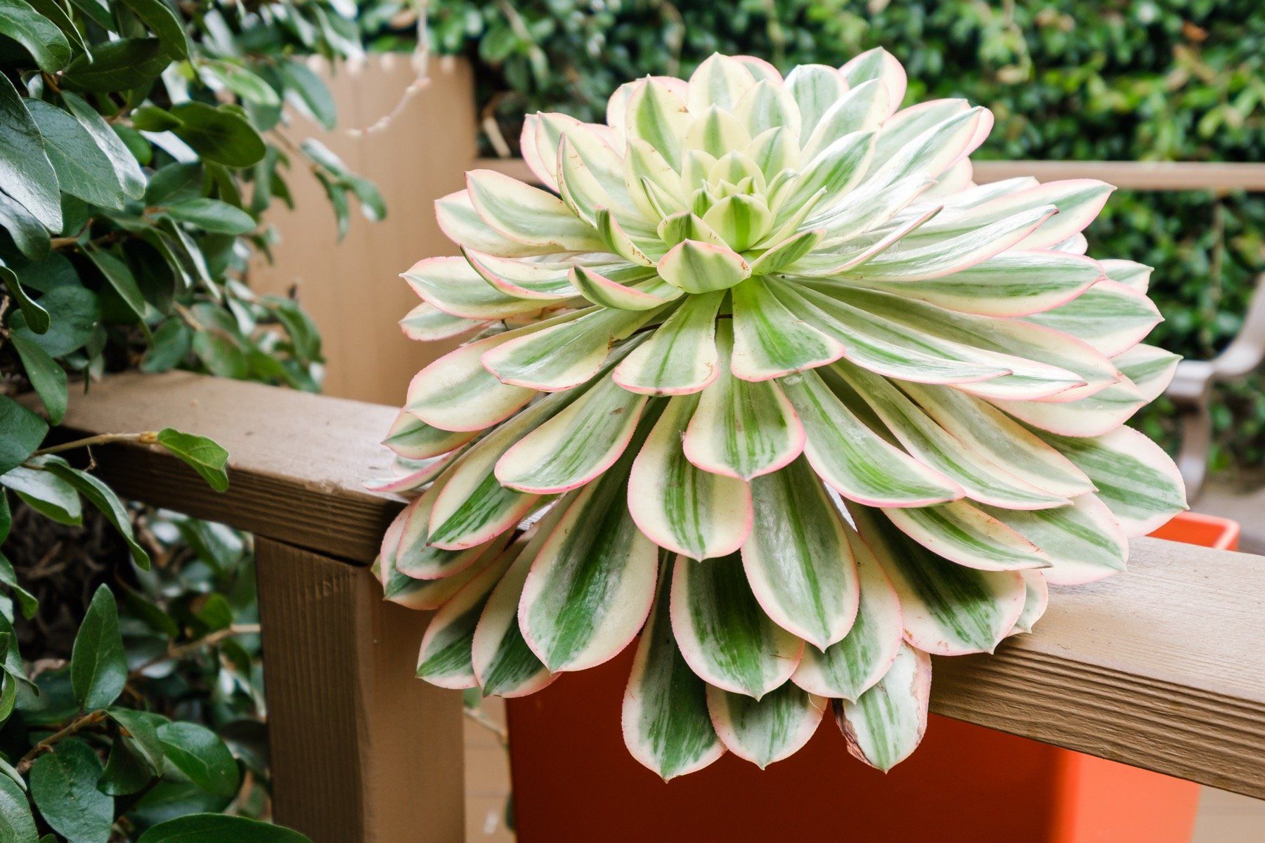 A green and white succulent plant is sitting on a wooden railing.