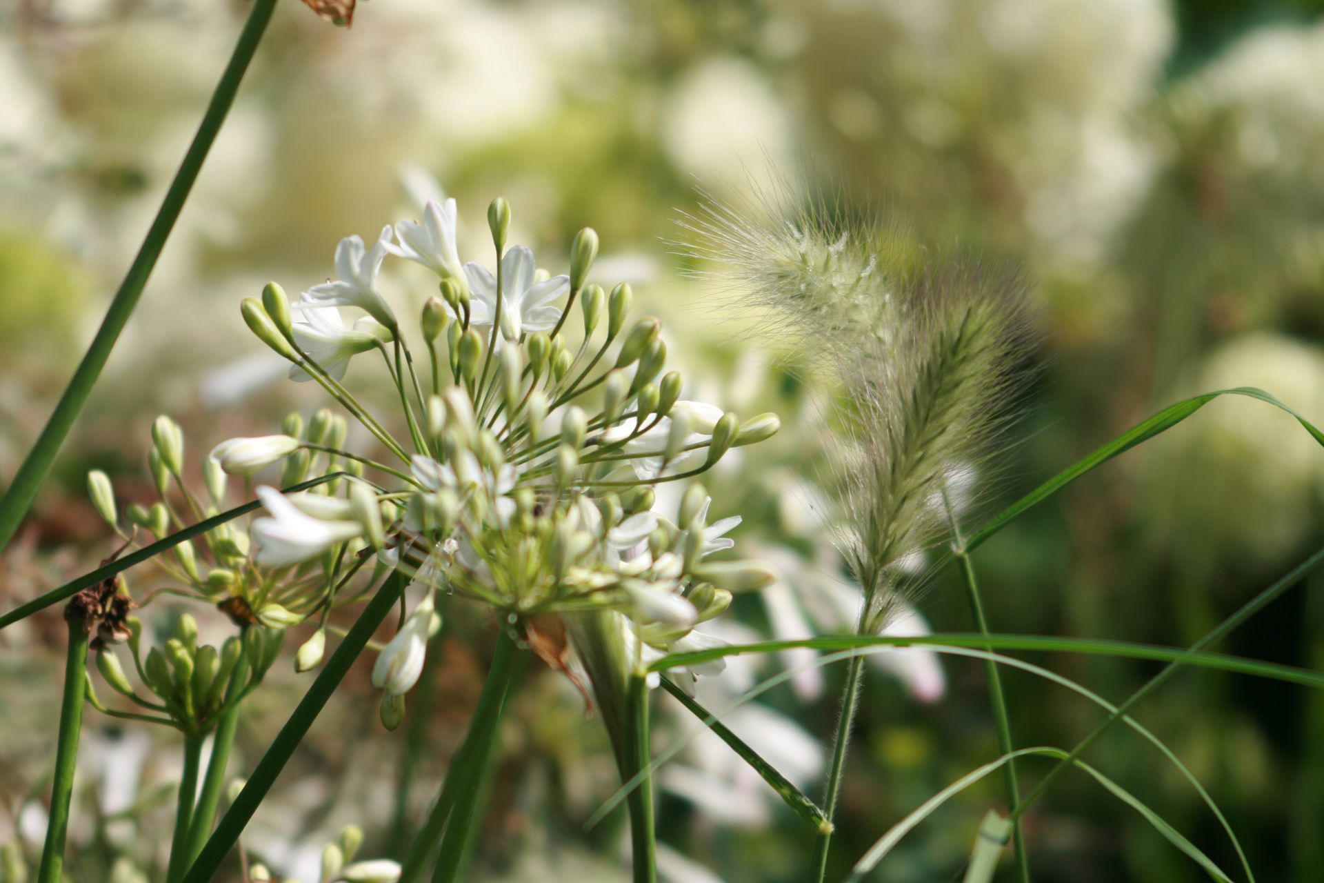 White agapanthus flowers with green buds and feathery grass in sunlight.