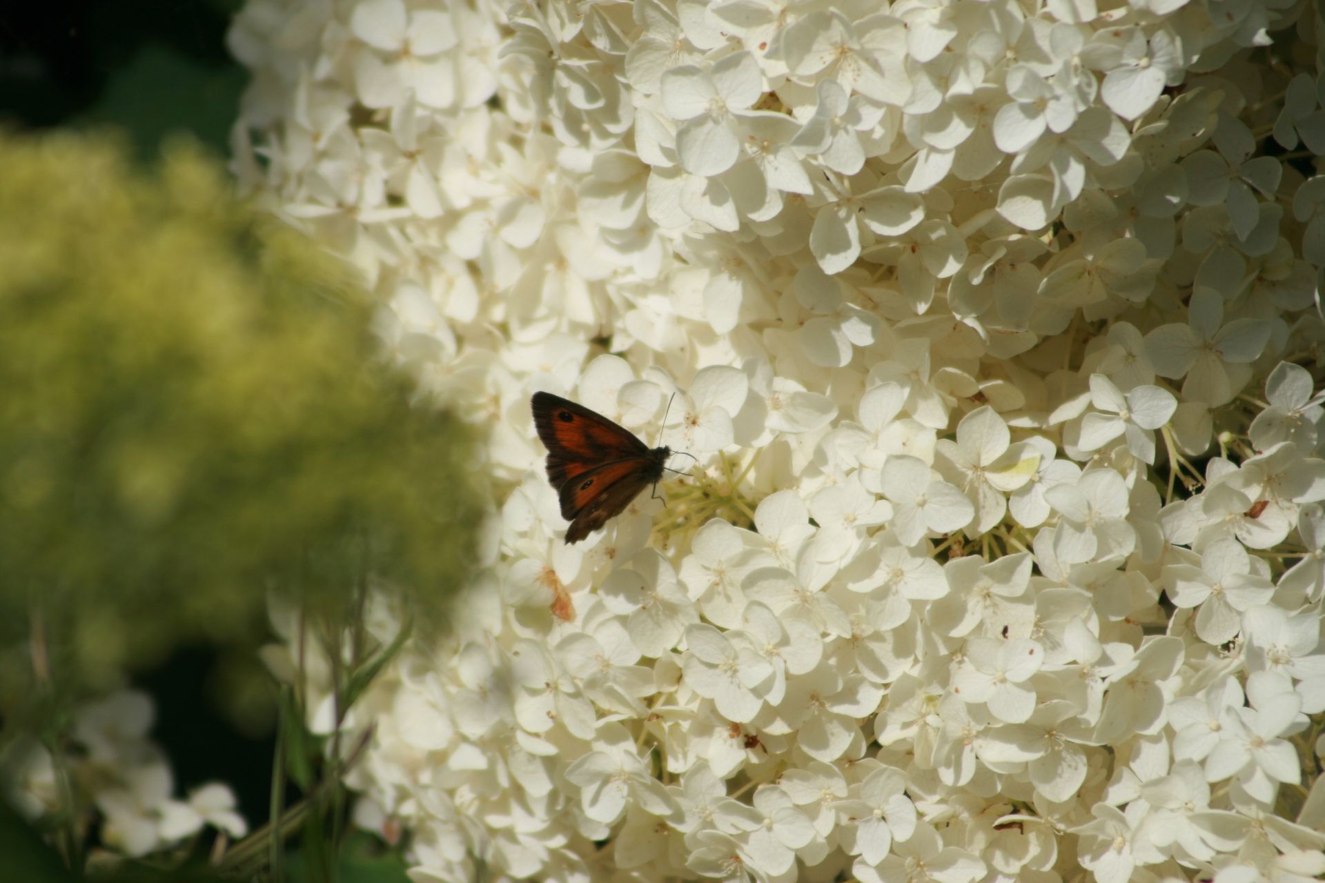 Brown butterfly on white hydrangea flowers.