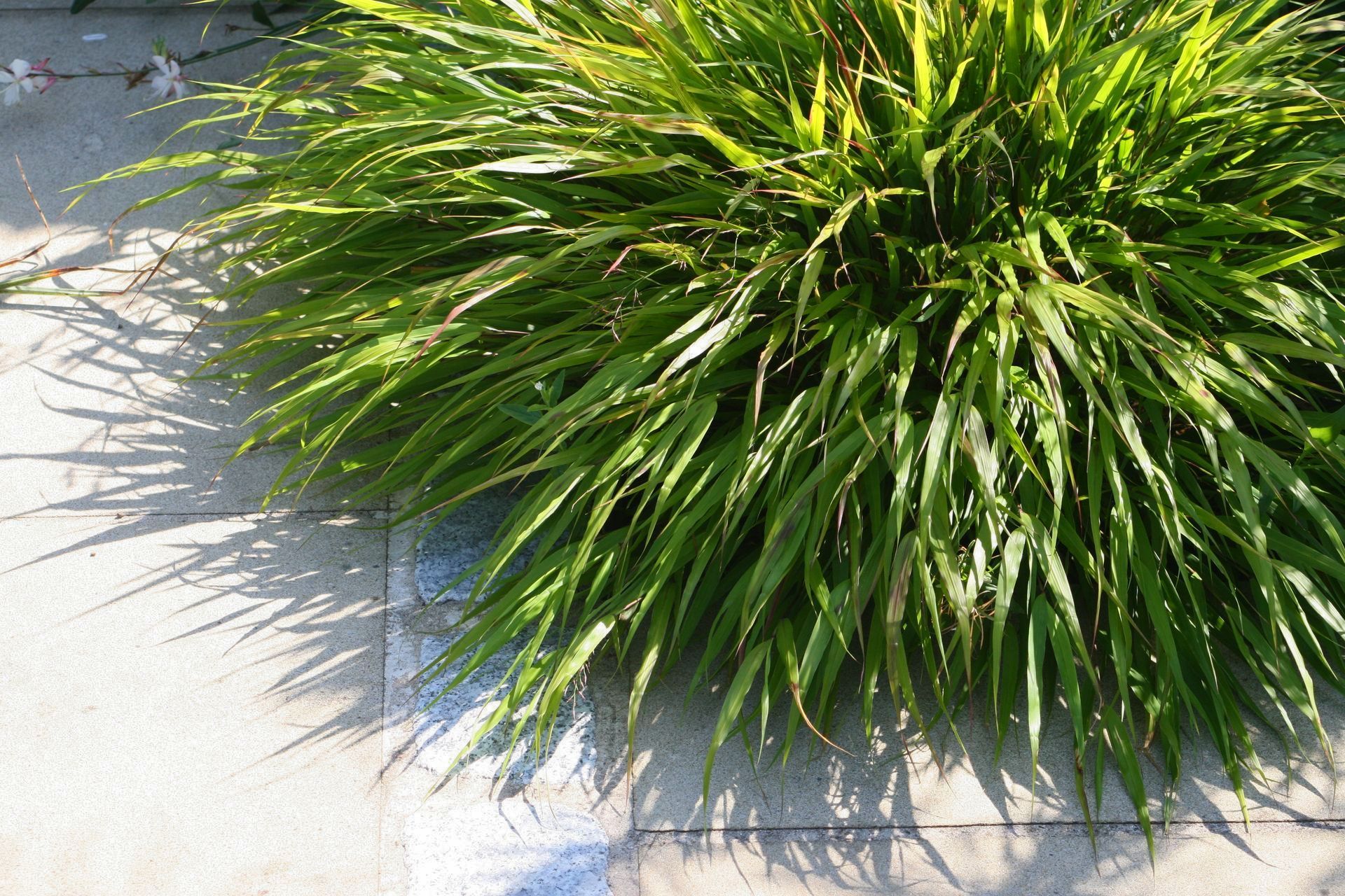 Clump of green Mondo grass on stone tiles, casting a shadow in sunlight.
