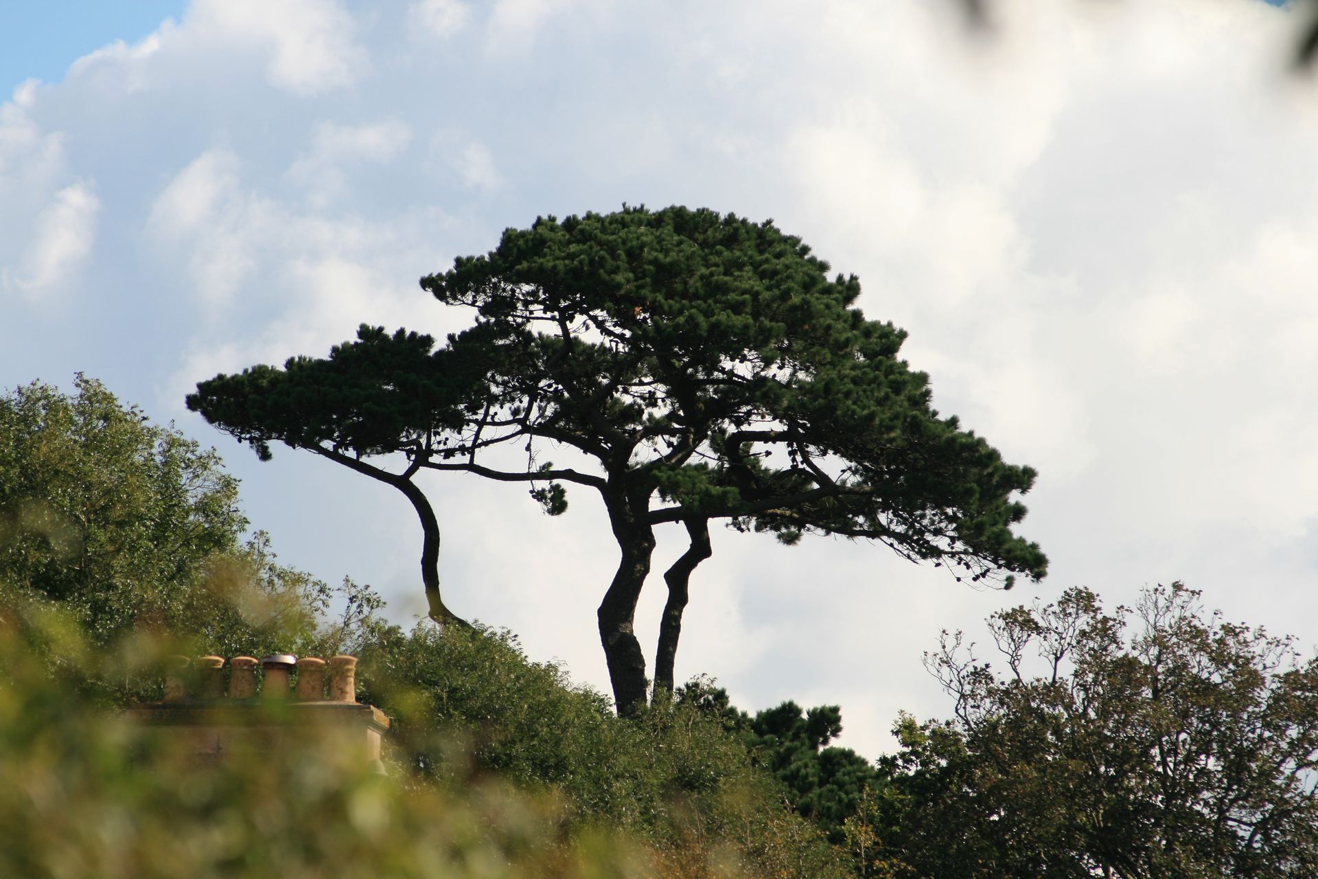 A lone, green tree with a wide crown grows on a hillside against a cloudy blue sky.