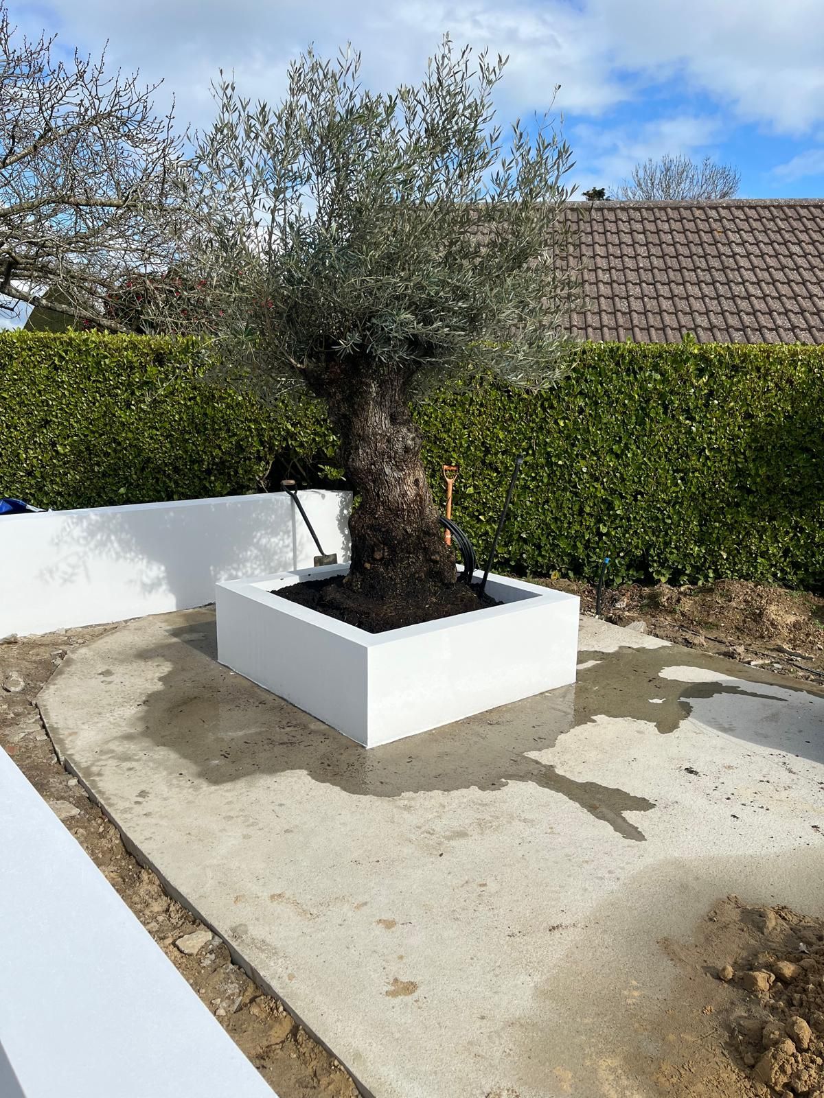 Olive tree in a white planter box on a concrete patio, with a green hedge background.
