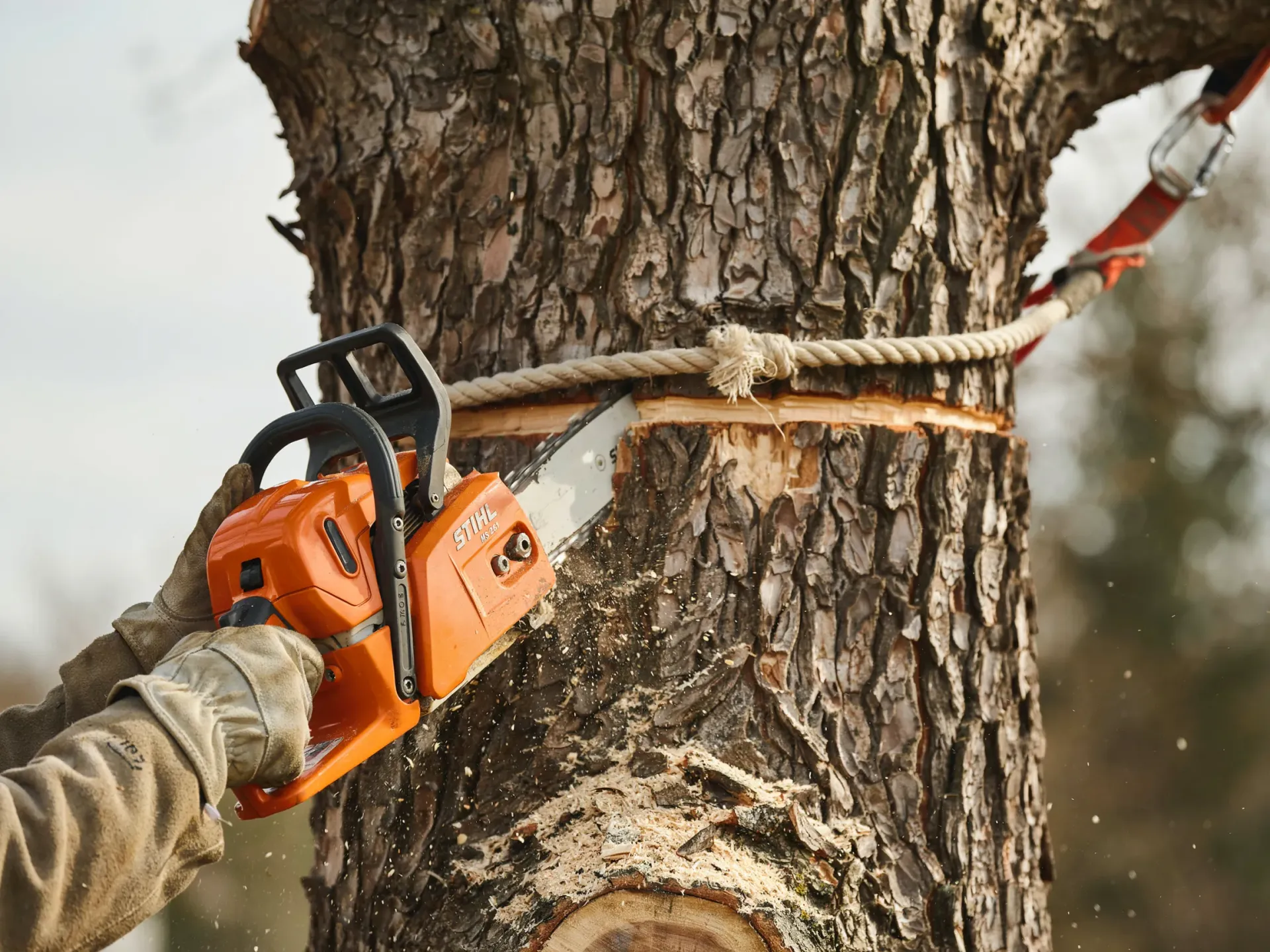 Chainsaw cutting a large tree trunk, with a rope tied around the bark