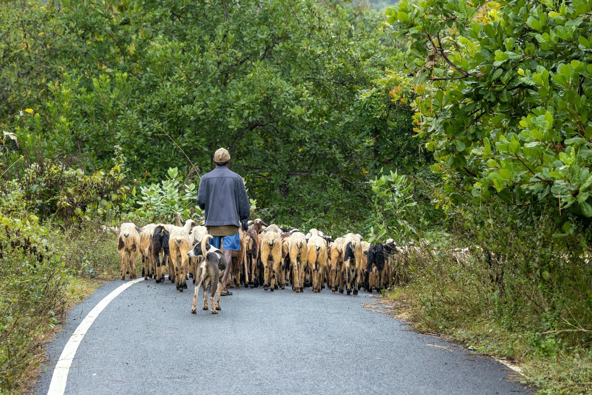 Un berger du Pays Basque avec son troupeau de brebis sur une route, illustrant la laine locale .