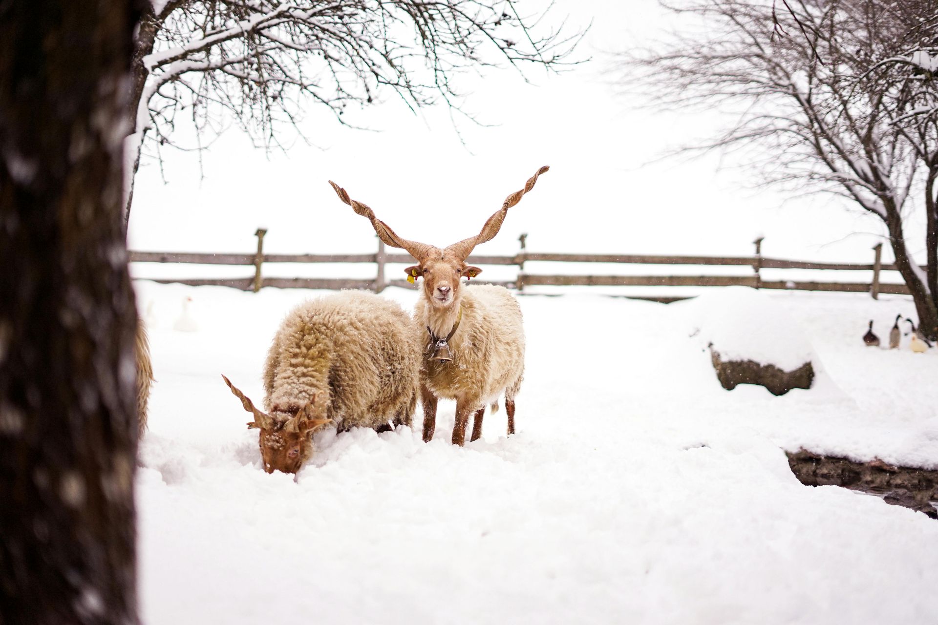 Moutons en hiver, montrant la laine naturelle utilisée pour des produits durables et isolants.