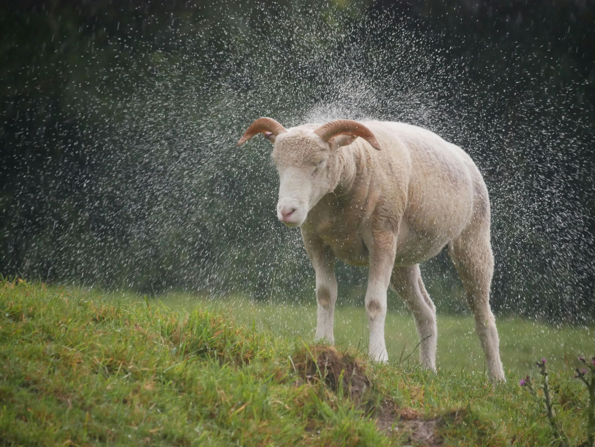 Mouton humide après la pluie, illustrant la capacité naturelle de la laine à évacuer l’humidité.
