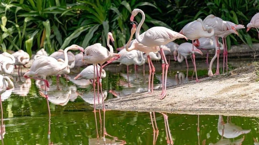 Jubail Mangrove Park is the first self-contained educational, nature and leisure destination.