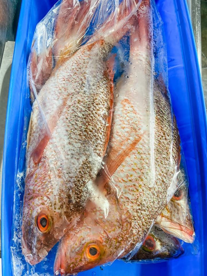 Three whole red snapper fish inside a clear plastic bag resting in a blue plastic crate.