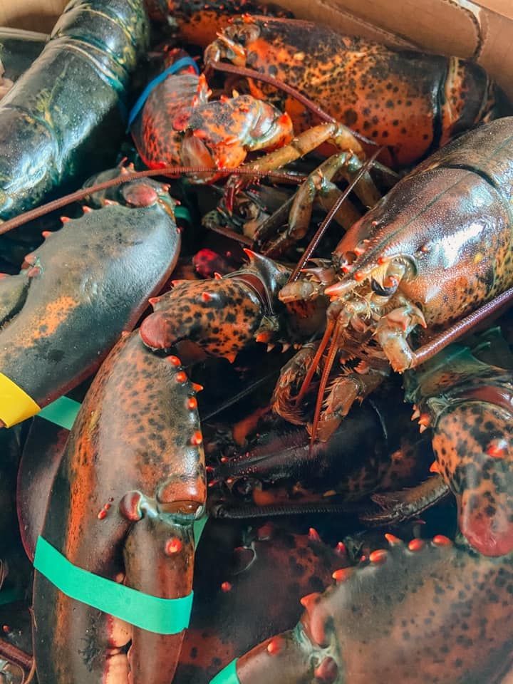 A pile of live lobsters in a shipping box, their claws held shut by colored rubber bands.