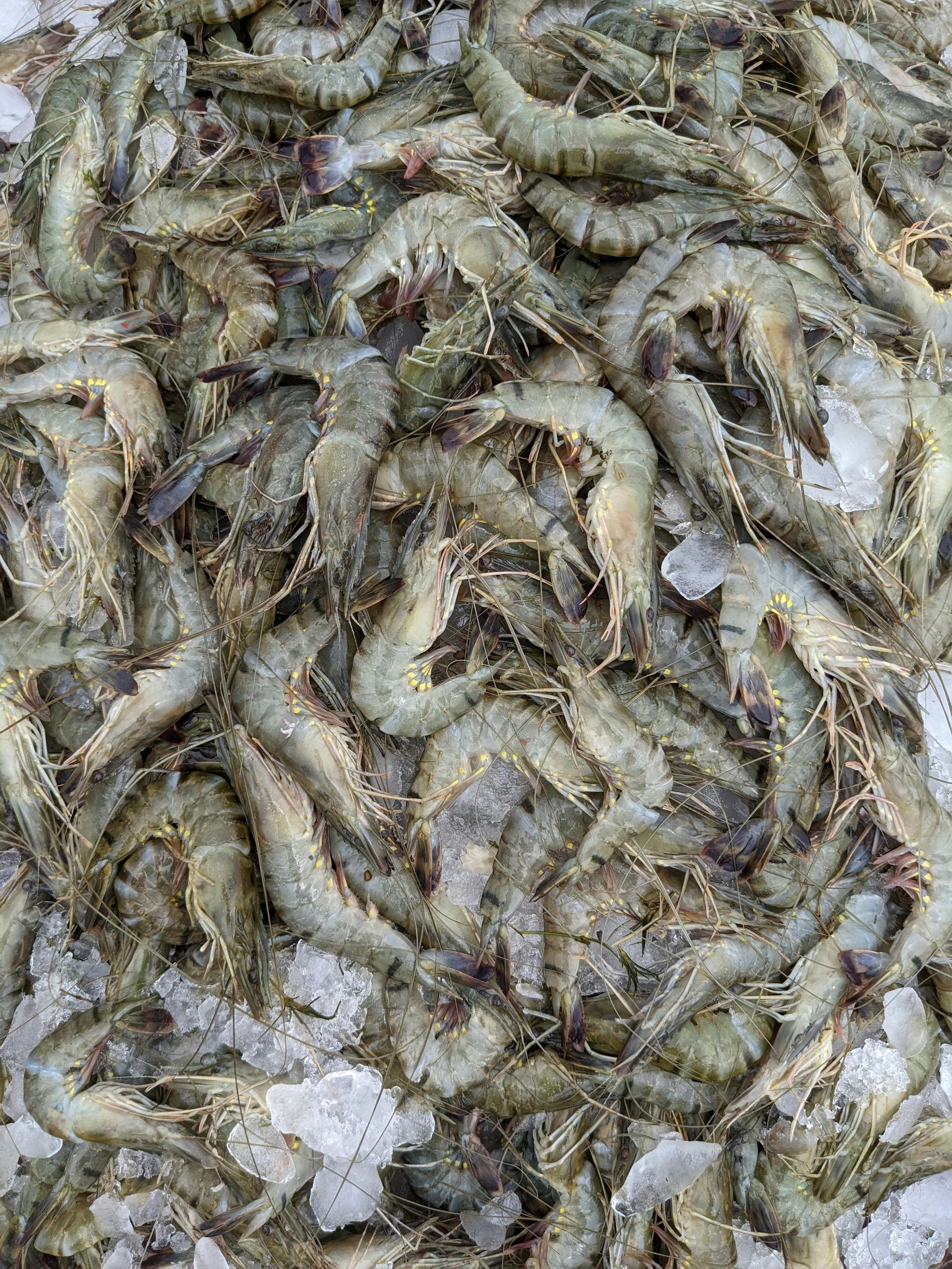 A large pile of raw, greyish-green shrimp resting on a bed of crushed ice.