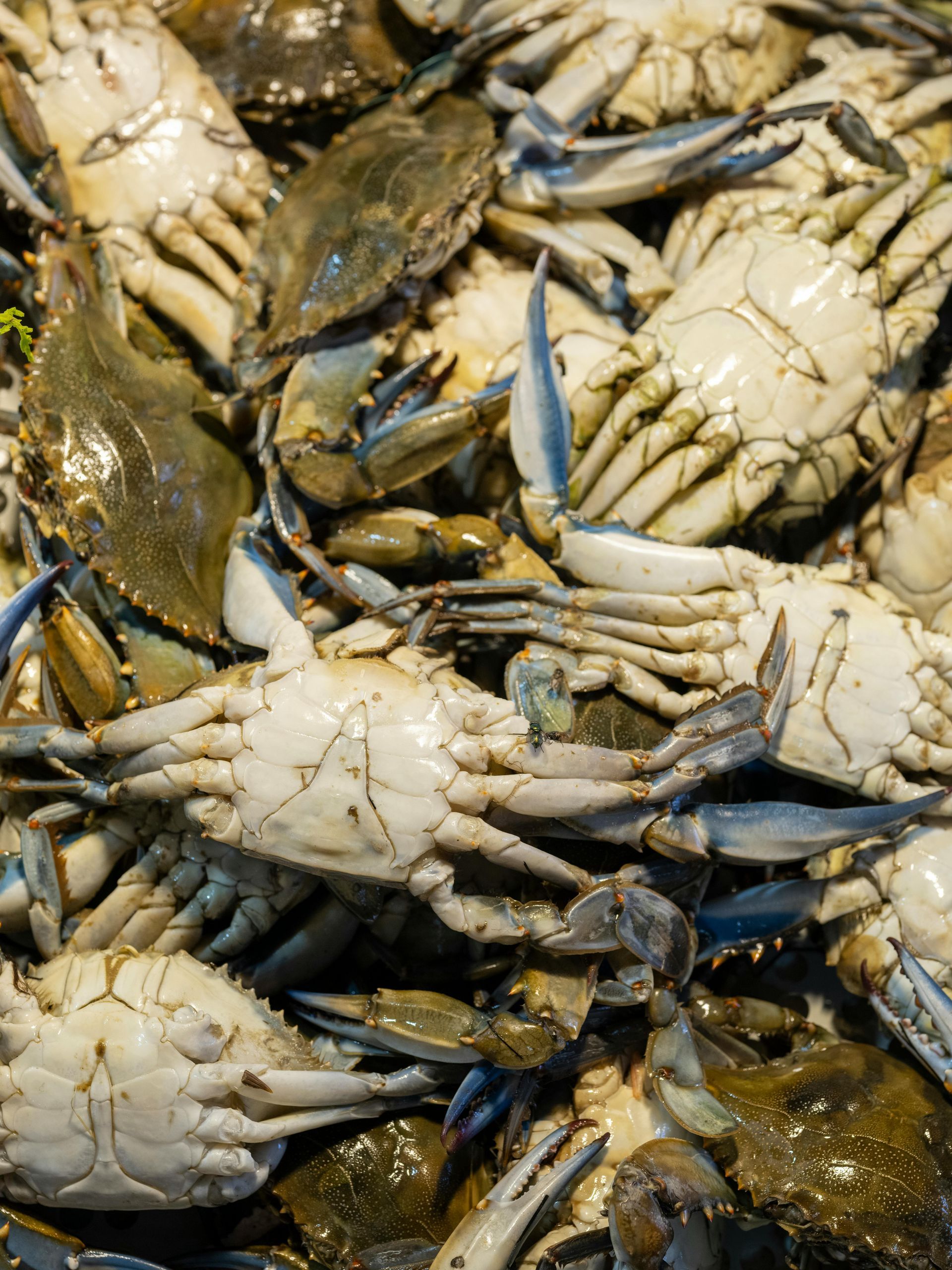 A large pile of blue crabs, showing both their pale, segmented undersides and darker, greenish-brown shells.