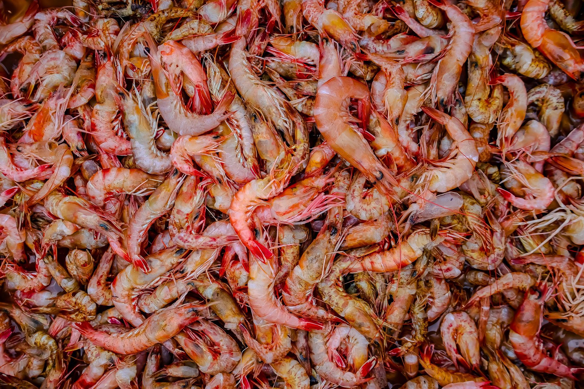 Two landscapers spread black mulch over landscape fabric in a residential front yard near a parked utility vehicle.