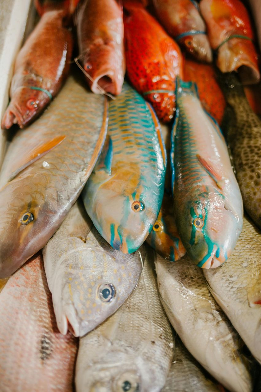 A variety of fresh fish, including red, brown, and brightly colored blue and yellow parrotfish, displayed at a market.