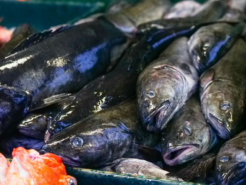 A pile of fresh, dark-skinned fish displayed for sale on a bed of ice.